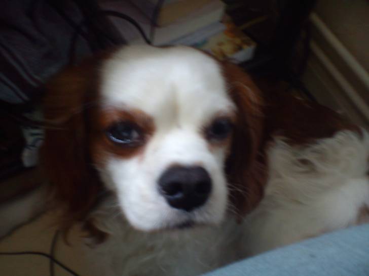 Oscar allias Mignon - Cavalier King Charles Spaniel Mâle (5 ans)