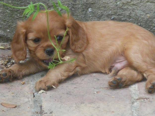 Bella - Cavalier King Charles Spaniel (6 mois)