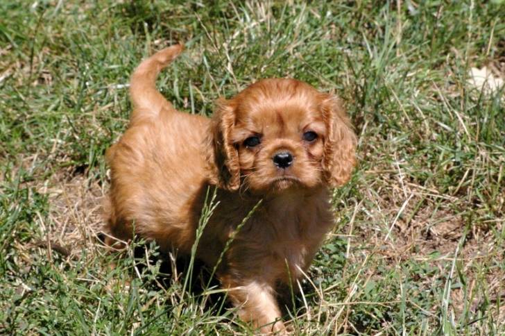 Bella - Cavalier King Charles Spaniel (6 mois)