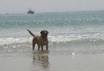 Labrador Retriever : Urban &agrave; la plage ! - Labrador Retriever