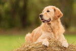 Un Labrador Retriever allongé sur une botte de paille
