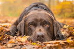 Un Labrador Retriever allongé sur des feuilles d'automne