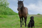 Un Labrador noir assis sur l'herbe à côté d'un cheval brun