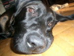 Shanon - Labrador Retriever (1 an)