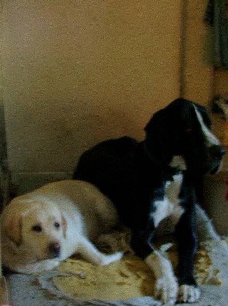 Belga - Labrador Retriever
