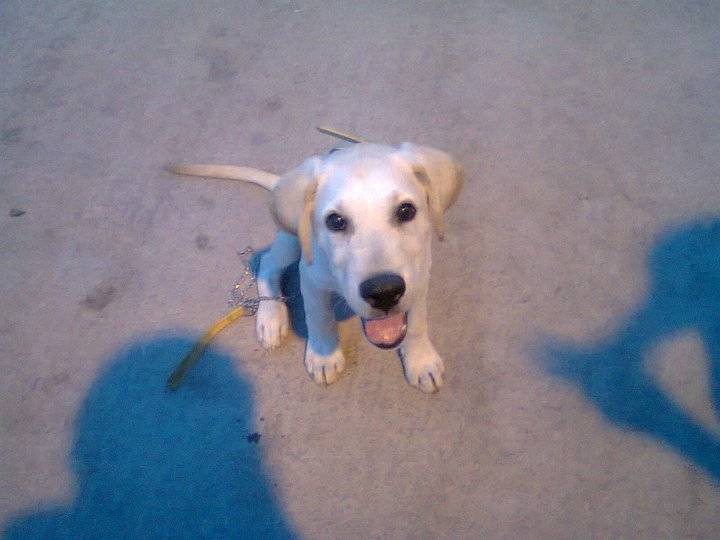 yako - Labrador Retriever Mâle (9 mois)