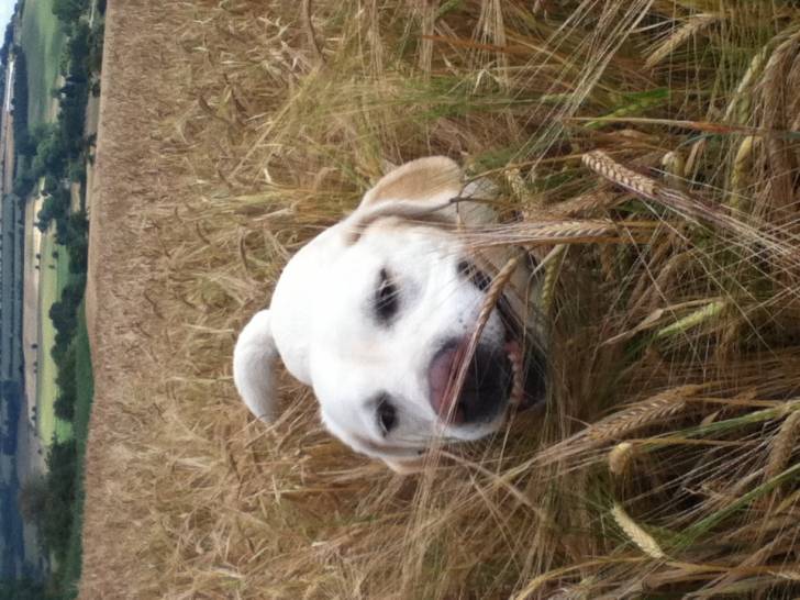 Sandie - Labrador Retriever (8 ans)