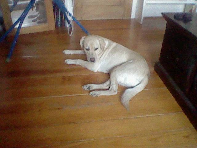 Brave - Labrador Retriever