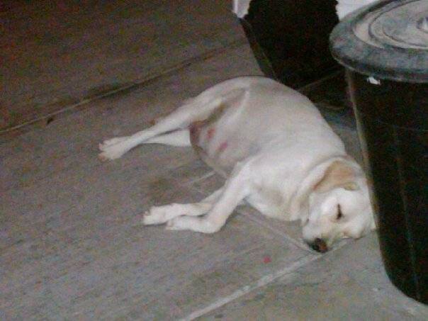 chela embarazada - Labrador Retriever (7 ans)