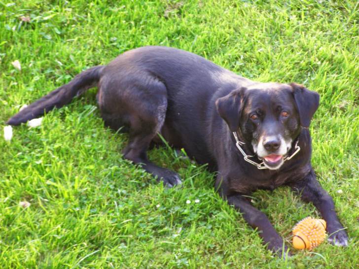 Oslo - Labrador Retriever Mâle (14 ans)