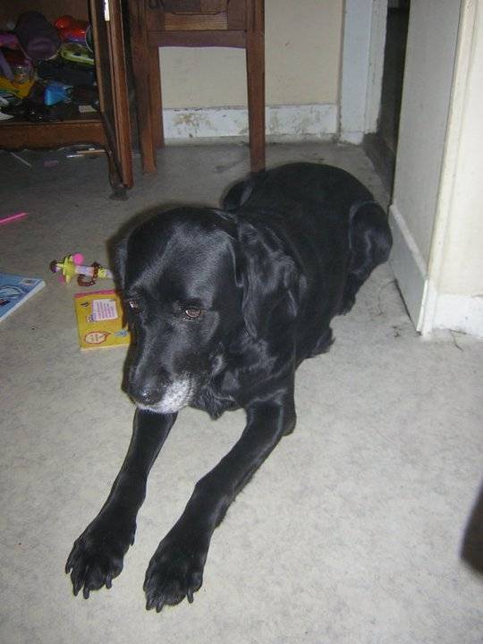 belle - Labrador Retriever (12 ans)