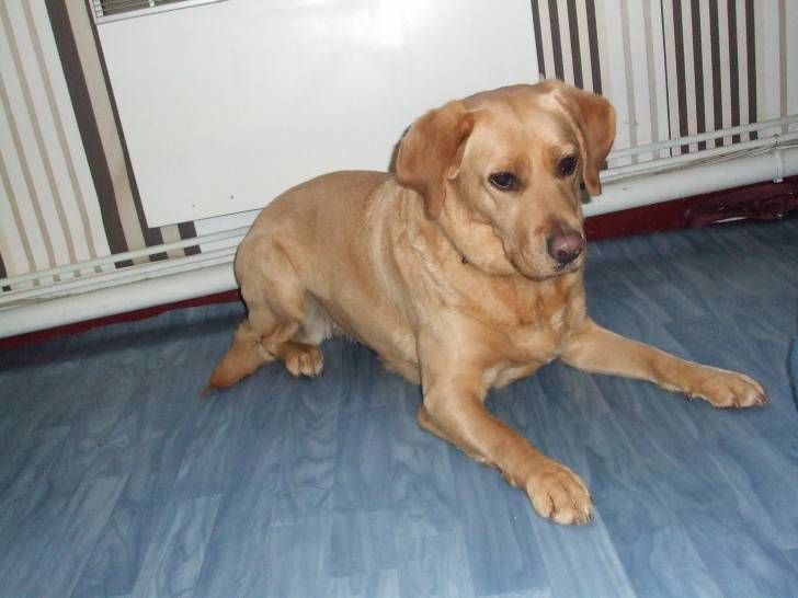 vanille - Labrador Retriever (3 ans)