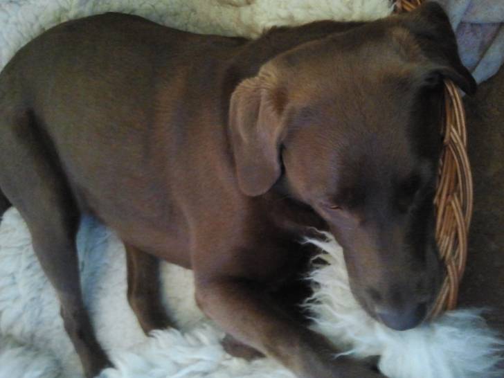 Feeny - Labrador Retriever (4 ans)