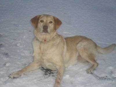 Sabrina - Labrador Retriever (8 ans)