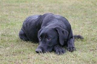 Quintus - Labrador Retriever Mâle (1 an)