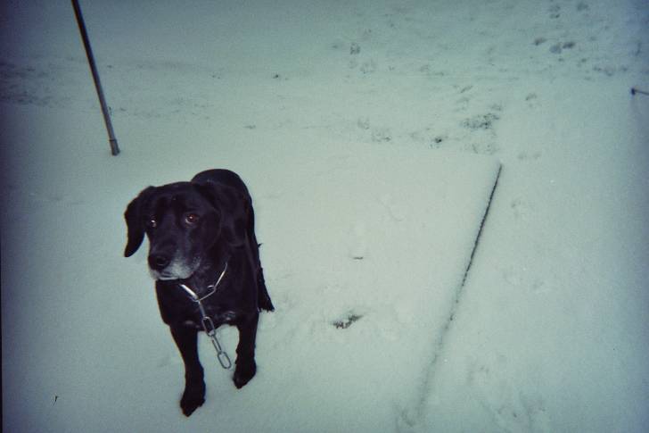 bruce - Labrador Retriever Mâle (12 ans)