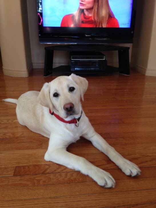 Call name: Mia - Labrador Retriever (4 mois)