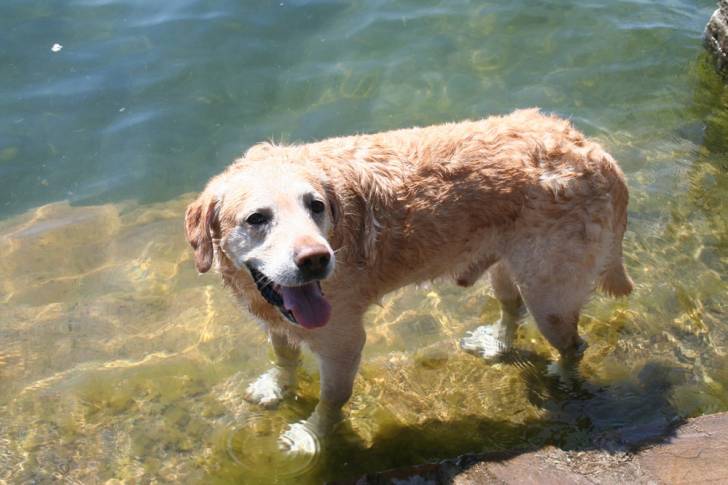 Merlin - Labrador Retriever Mâle (12 ans)