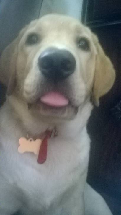 Lucius - Labrador Retriever Mâle (6 mois)