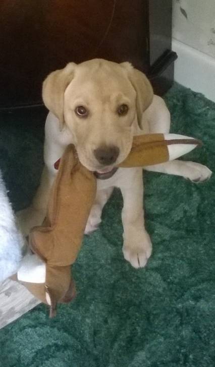 Lucius - Labrador Retriever Mâle (6 mois)