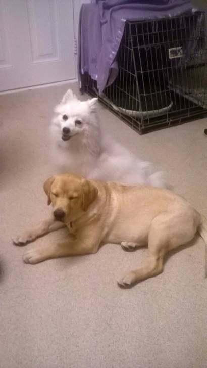 Lucius and Lacey - Labrador Retriever Mâle (6 mois)
