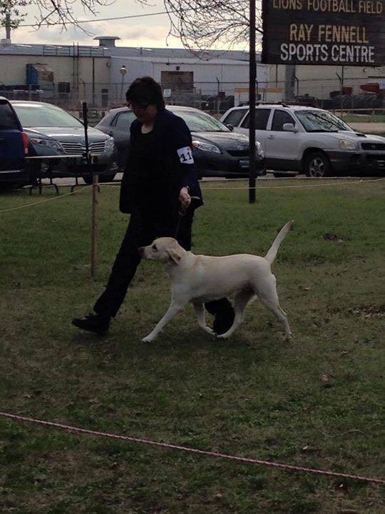 Call name: Mia - Labrador Retriever (2 ans)