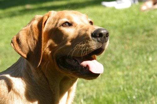 Labrador retriever : Urban - Labrador Retriever