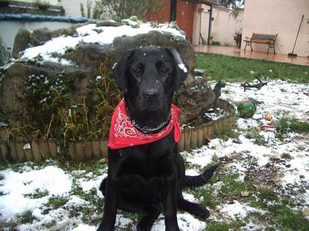 axa labrador - Labrador Retriever