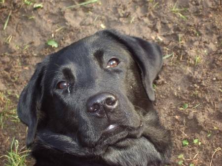axa labrador - Labrador Retriever