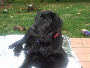 axa labrador - Labrador Retriever