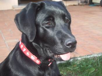 labrador - Labrador Retriever