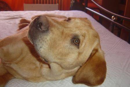 Athos labrador 5 mois - Labrador Retriever (5 mois)