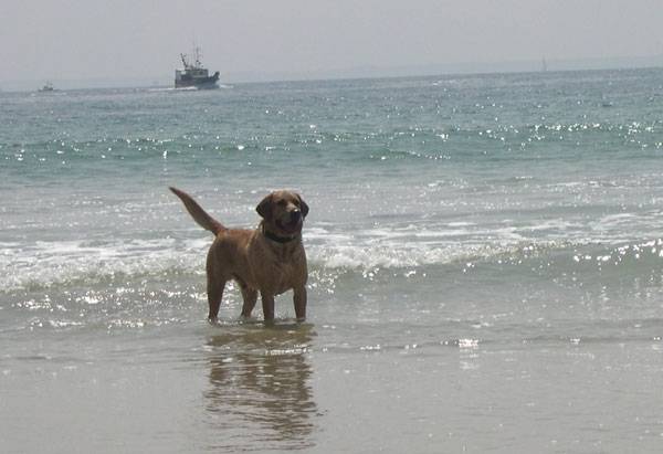 Labrador Retriever : Urban à la plage ! - Labrador Retriever