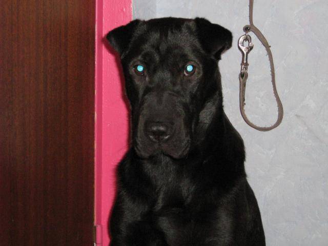 Charles croisé sharpeï/labrador - Labrador Retriever