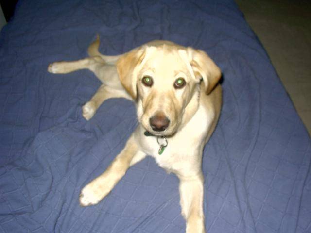 sanka croisée labrador - Labrador Retriever