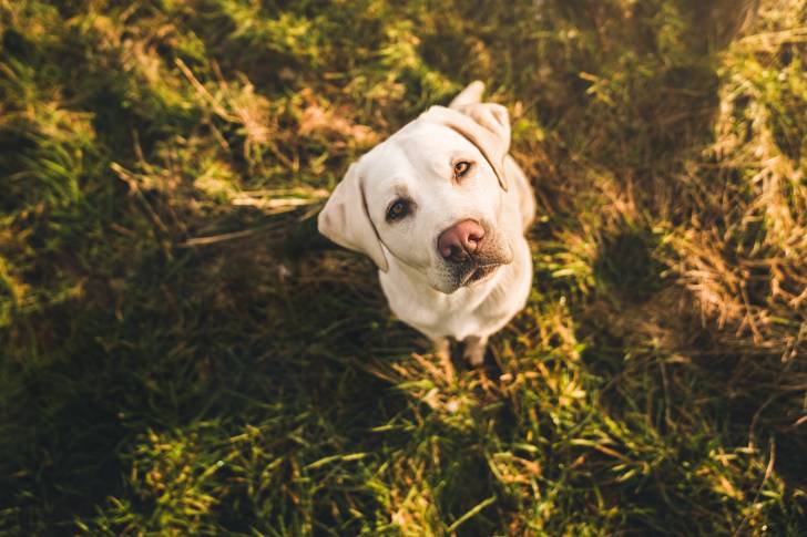 Un Labrador Retriever  en train de fixer l'objectif en hauteur