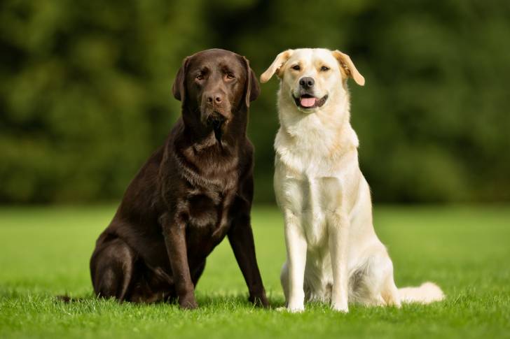Photo Labrador Retriever