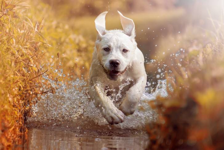 Un labrador blanc qui court dans l'eau