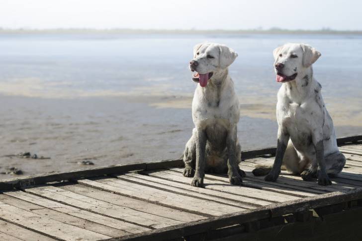 Photo Labrador Retriever