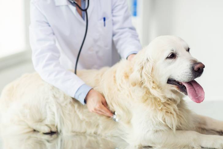 Un Labrador Retriever en train de se faire examiner par le vétérinaire