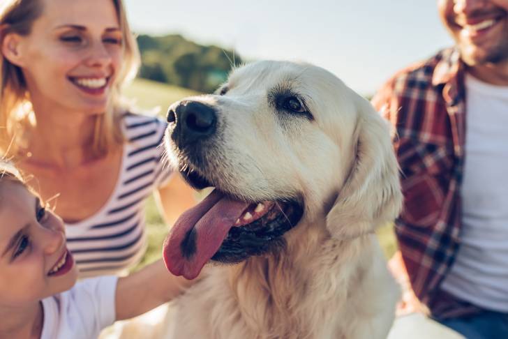 Un Labrador Retriever en promenade dehors avec une famille