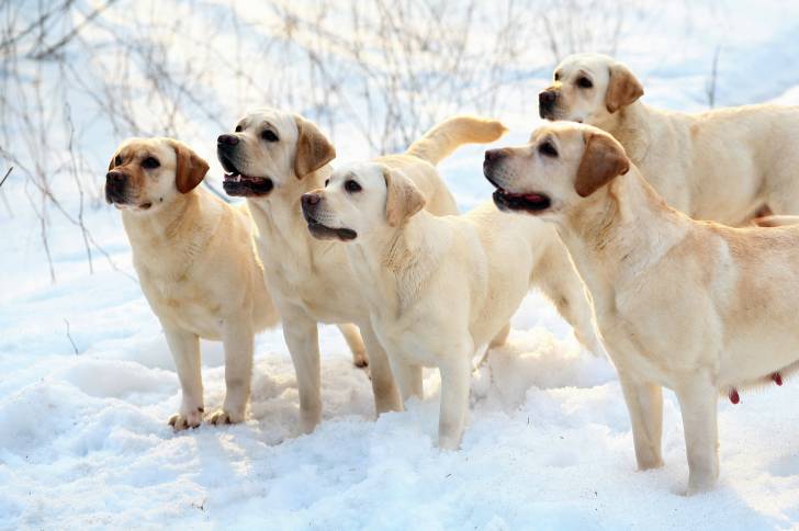 Photo Labrador Retriever