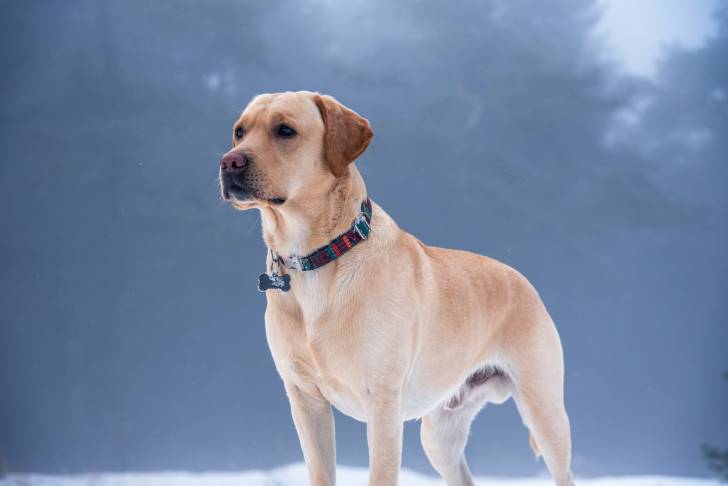 Photo Labrador Retriever