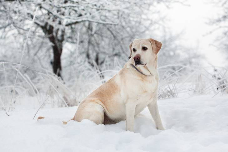 Photo Labrador Retriever