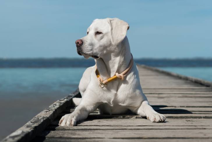 Photo Labrador Retriever