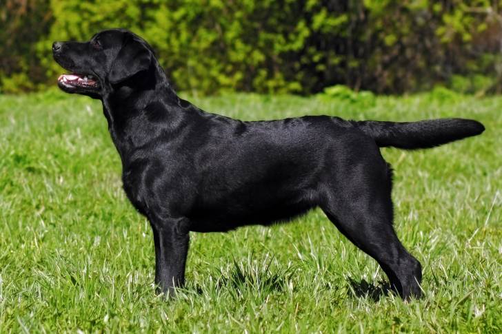 Photo Labrador Retriever