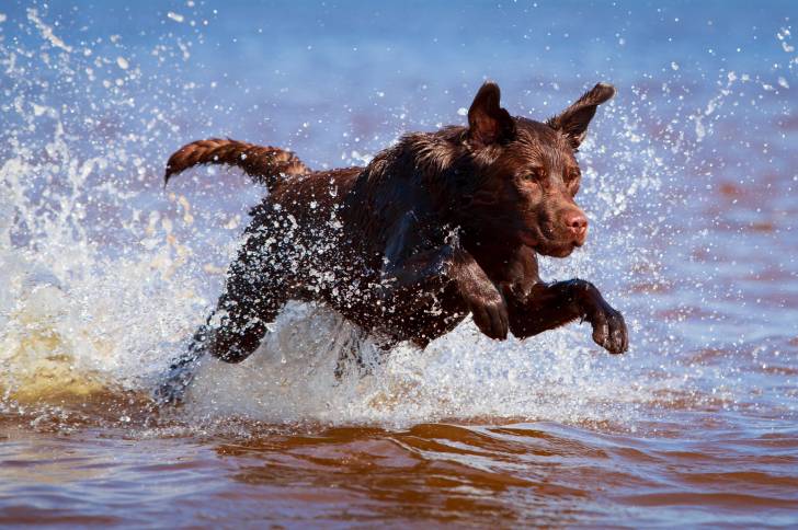 Un Labrador marron bondit dans la mer