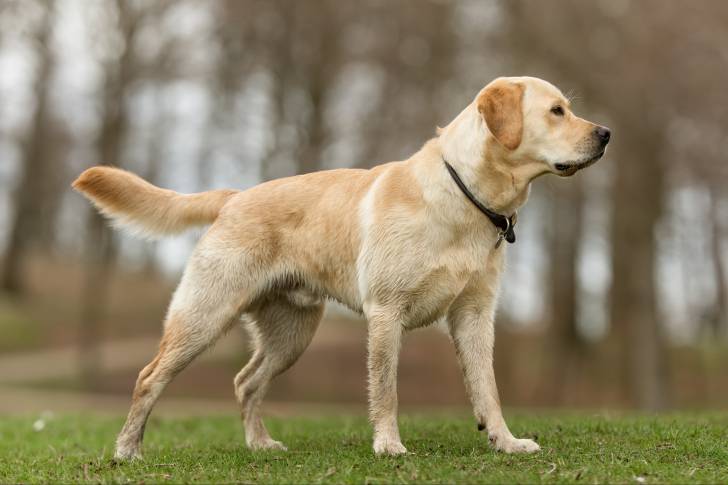Un Labrador debout dans un parc