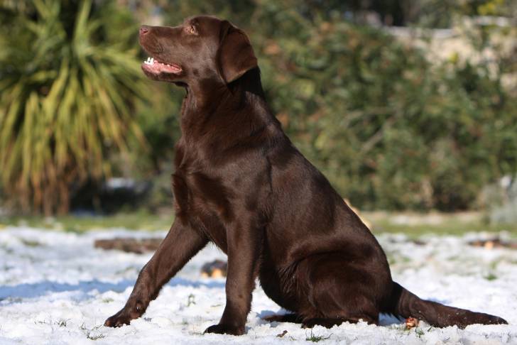 Photo Labrador Retriever