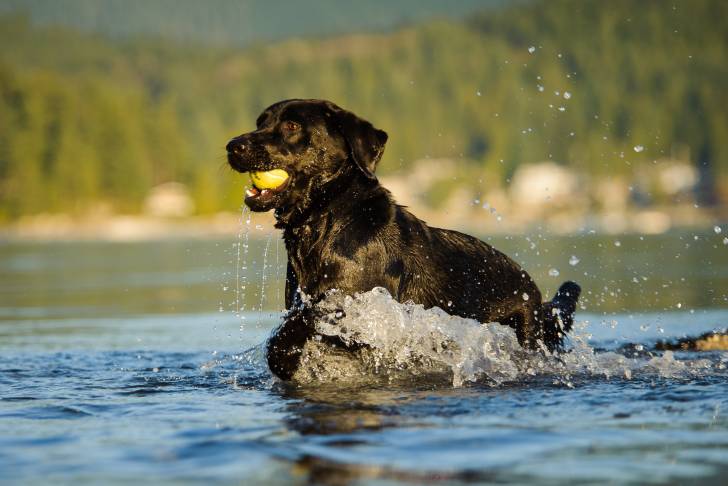 Photo Labrador Retriever